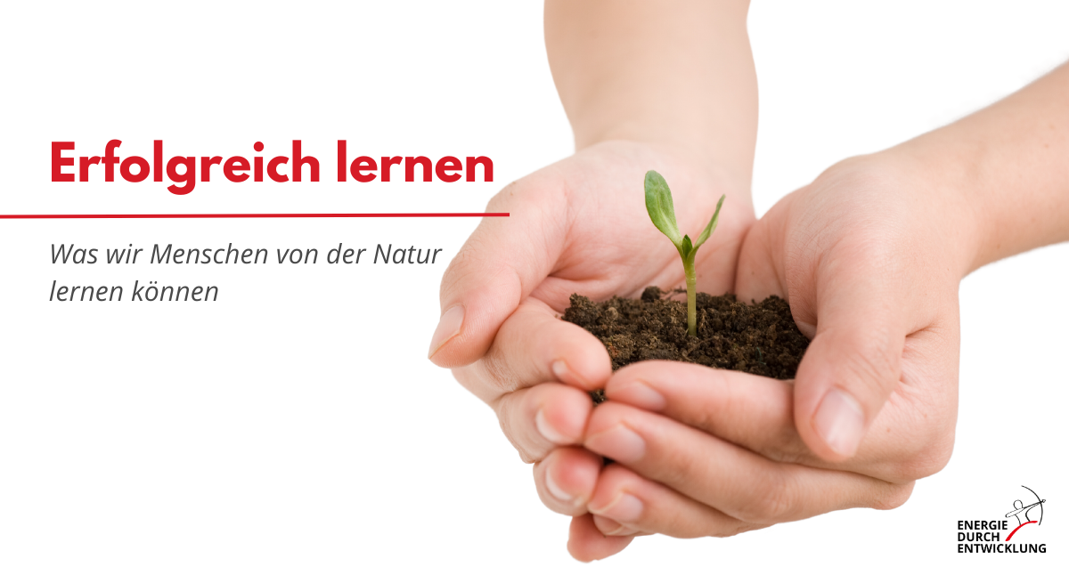 Erfolgreich lernen - was wir Menschen von der Natur lernen können - Energie durch Entwicklung
